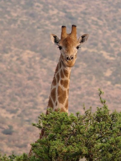 A giraffe looking out over trees