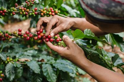 person in a headscarf picking a red coffee berry off a plant