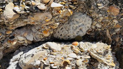 seashells embedded into a coastal rock cliff