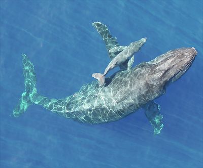 A humpback whale and calf in the ocean.