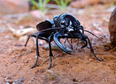 Tiger beetle sitting on red sand